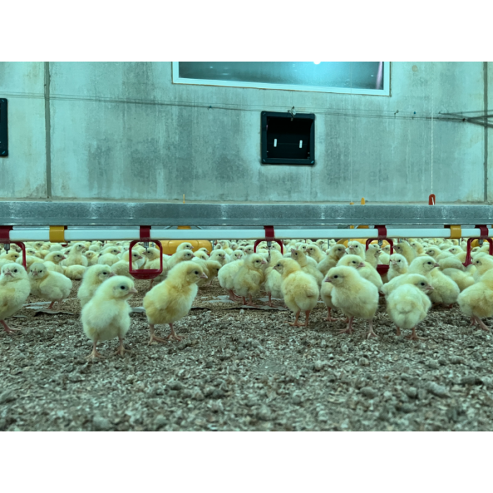 FARM-LIGHT 36W/1500mm 4000K "Forest-Light" - P&P3 - IP69K Triac Dimmbar - Flackerfrei