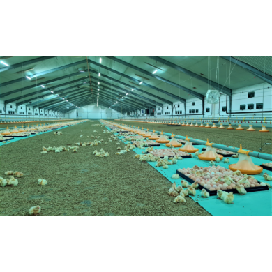 FARM-LIGHT 36W/1500mm 4000K "Forest-Light"- P&P3 - IP69K Triac Dimmable - Flickerfree