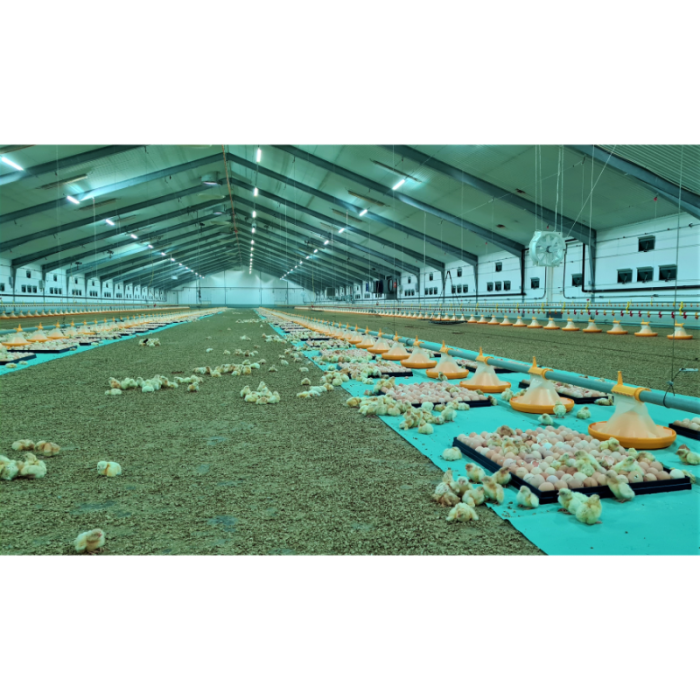 FARM-LIGHT 36W/1500mm 4000K "Forest-Light" - P&P3 - IP69K Triac Regulable - Sin Parpadeos