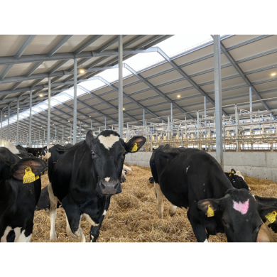 STEALTH P&P5 LED SPANDELAMPE 200W - 36000lm - 4000K - IP69K STEALTH P&P5 LED SPANDELAMPE 200W - 36000lm - 4000K - IP69K