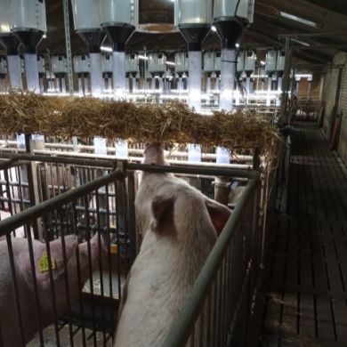 RNS RACK DE PAJA para SOWLIGHT Ø 4mm - 1900mm - sin soportes