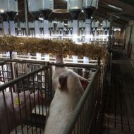 RNS RAUFE für SOWLIGHT Ø 4mm - 1900mm - ohne Halterungen