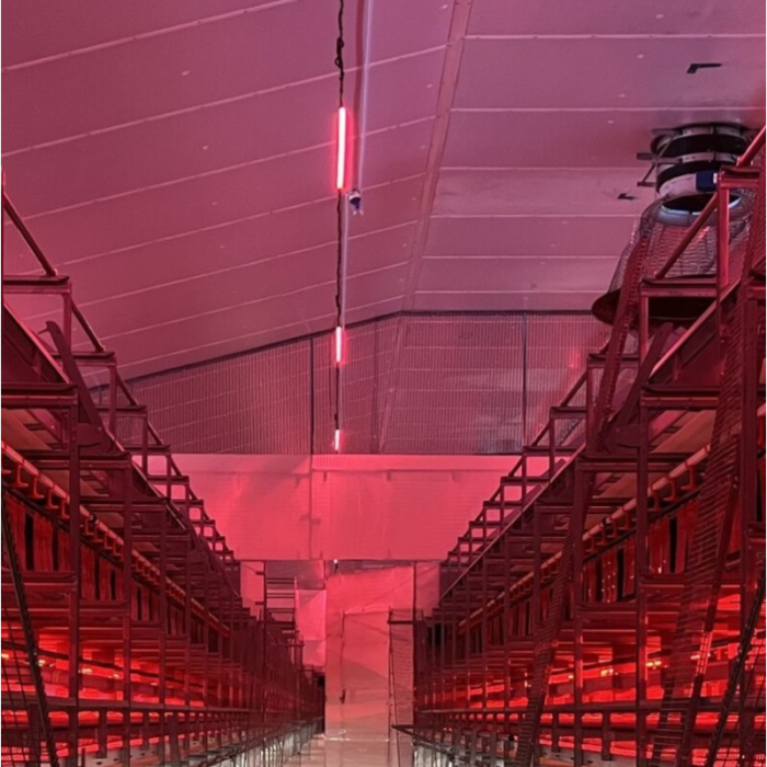 FARM-LIGHT 36W/1500mm 3000K "Shift to Red" - P&P3 - IP69K Triac Dimbar - Flickerfree