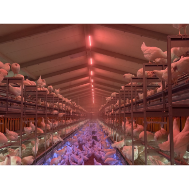 BIRDIE LIGHT SYSTEM - AVIARY "MIX-TO-BLUE" ETAGESYSTEM - 2,5+1,5W/1120MM 48V 3000K+BLÅ - P&P9 -IP69K