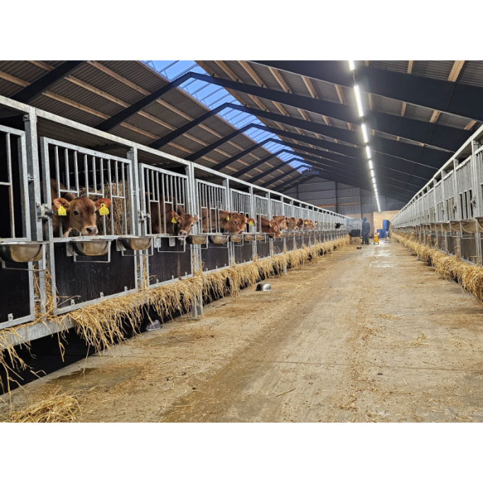 MODULAR-LIGHT 36W/3000mm 6000K - P&P3 - IP69K Triac Dimmbar - Flackerfrei