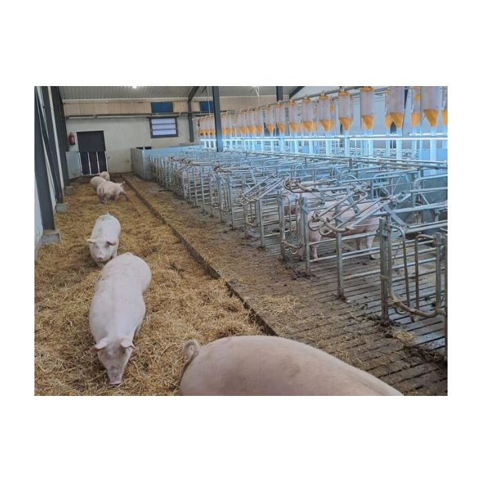 Luz de celo RNS completa - Farm-Light 25W/6000K - Por metro