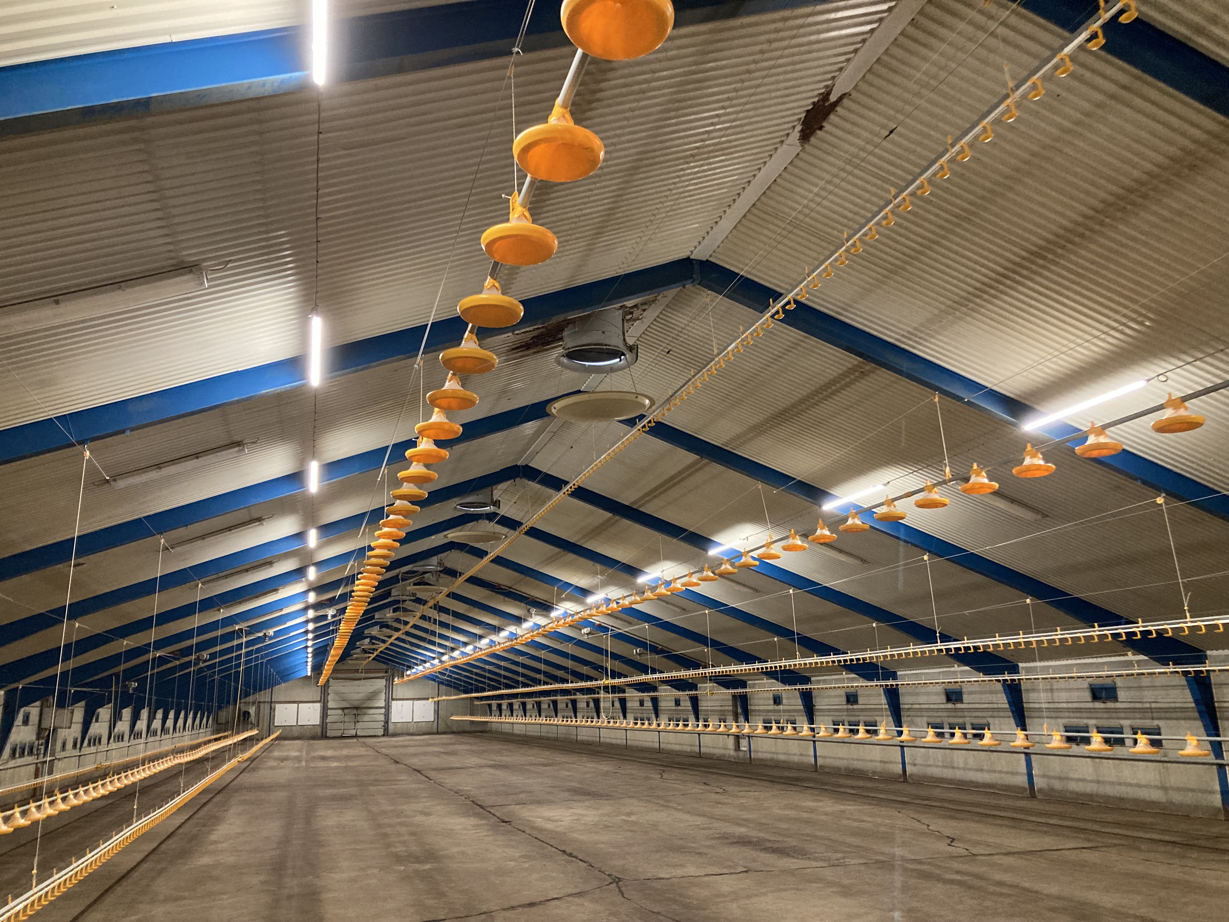 FARM-LIGHT loftslys i fjerkræhus