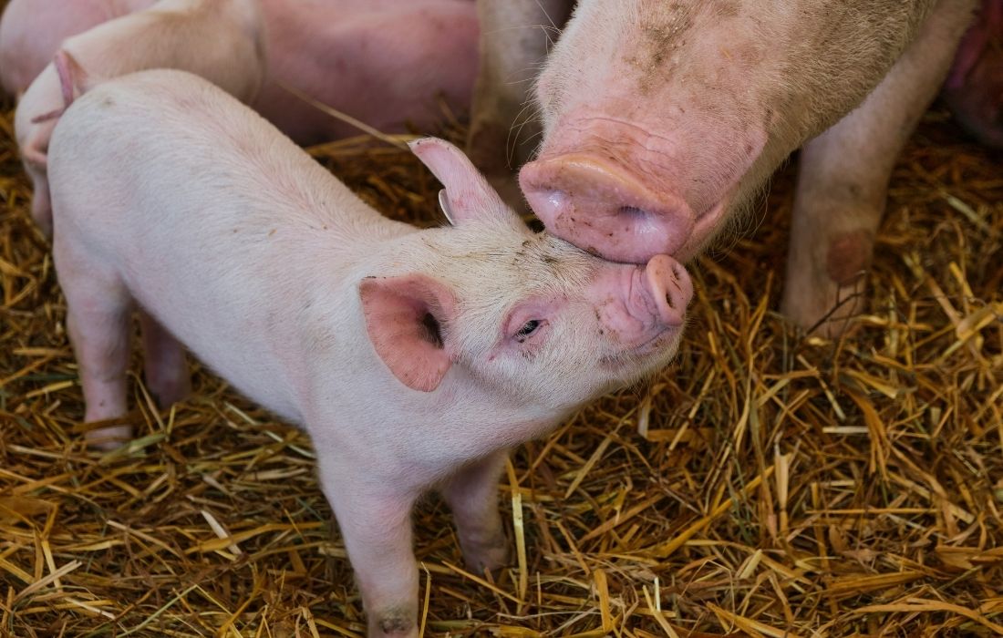 Korrektes Lichtniveau im Schweinestall