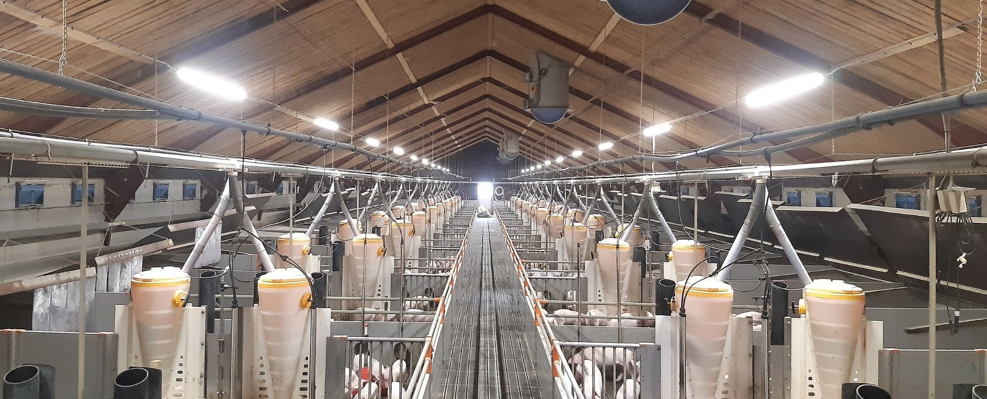 LED belysning i grisestald