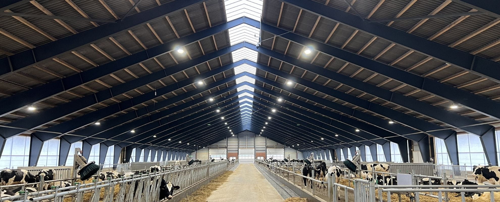 LED belysning i kvægstald fra RN Solutions
