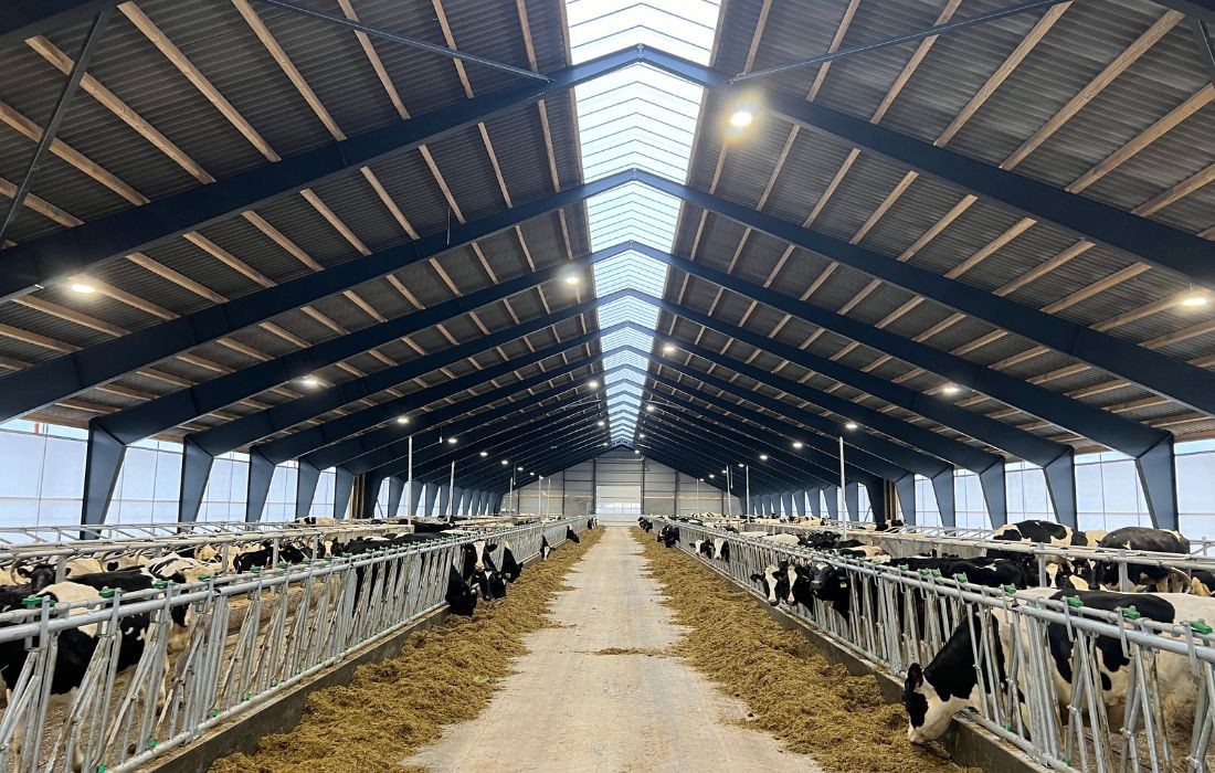 Milchproduktion mit LED-Beleuchtung steigern – Nachweislicher Effekt bei dänischen Milchviehhaltern Milchproduktion mit LED-Beleuchtung steigern – Nachweislicher Effekt bei dänischen Milchviehhaltern