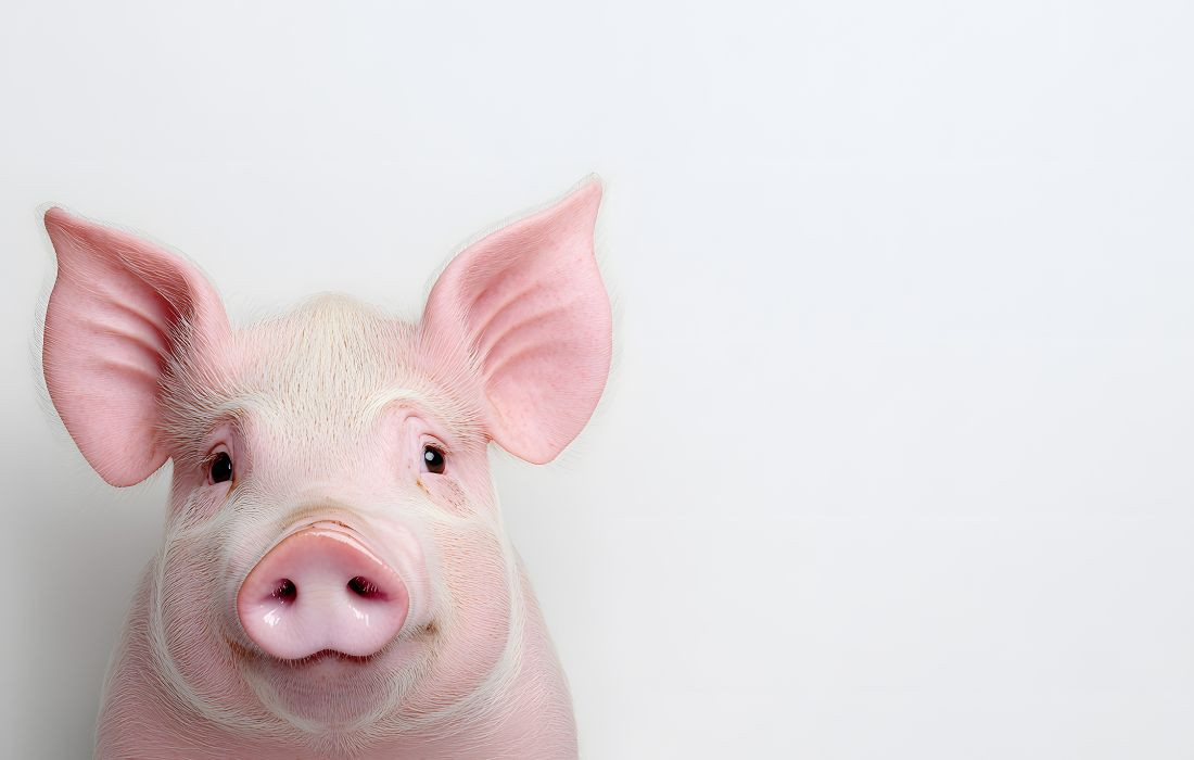 Lichtsteuerung im Schweinestall: Effizienter Betrieb und bessere Ergebnisse mit RN Solutions Lichtsteuerung im Schweinestall: Effizienter Betrieb und bessere Ergebnisse mit RN Solutions