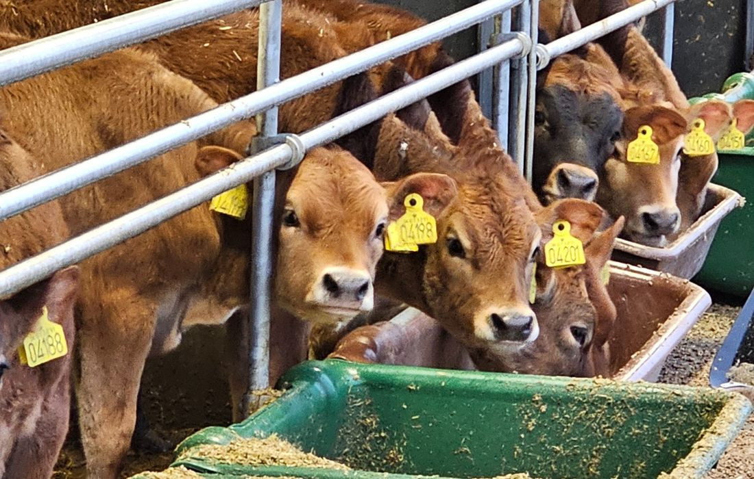  Iluminación para terneros en invierno – 200 lux durante 16 horas fomentan el crecimiento | RN Solutions