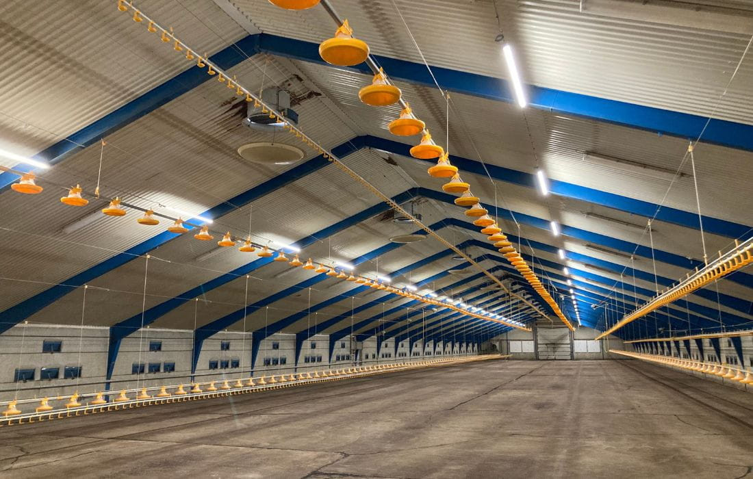 Flicker-Free LED: Lugna djur, bättre tillväxt och effektivitet i fjäderfästallar