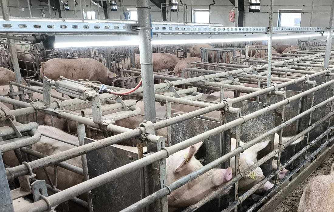 Sommaren står för dörren: Har du rätt ljus i grisstallet?