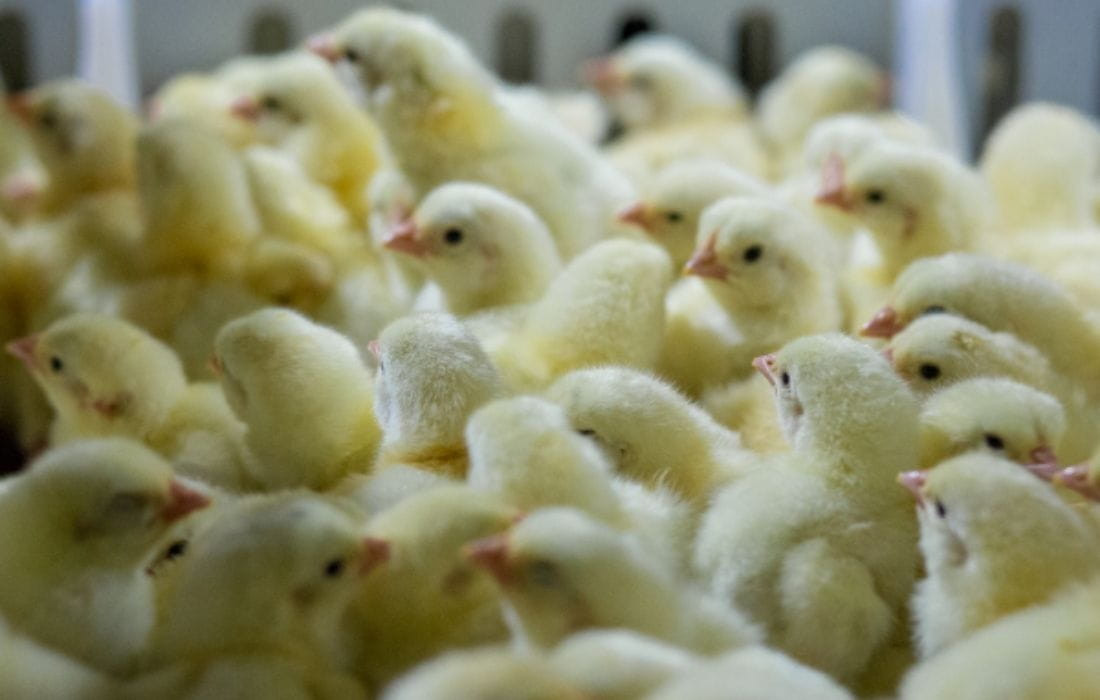Finden Sie die richtige LED-Beleuchtung für Ihre Geflügelproduktion