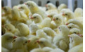 Hitta rätt LED-belysning för din fjäderfäproduktion