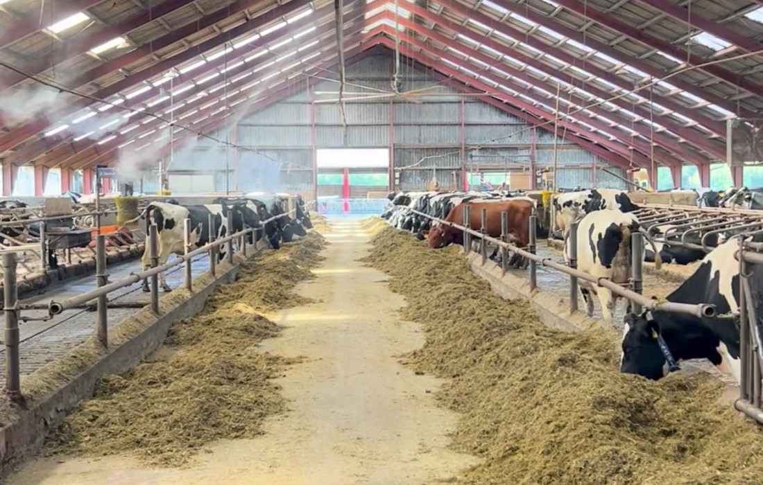 De ändrade inte fodret. De ändrade inte besättningen. De ändrade belysningen — och fick 848 kg mer mjölk per ko